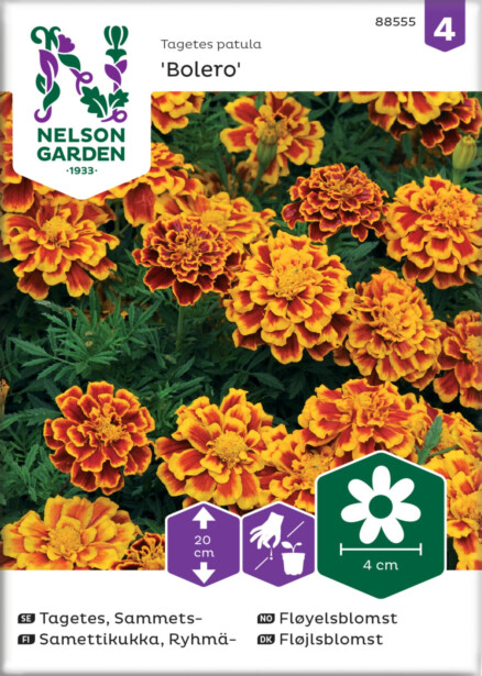 Ryhmäsamettikukka siemen Nelson Garden Bolero