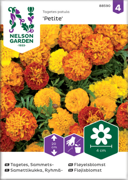 Ryhmäsamettikukka siemen Nelson Garden Petite, seos