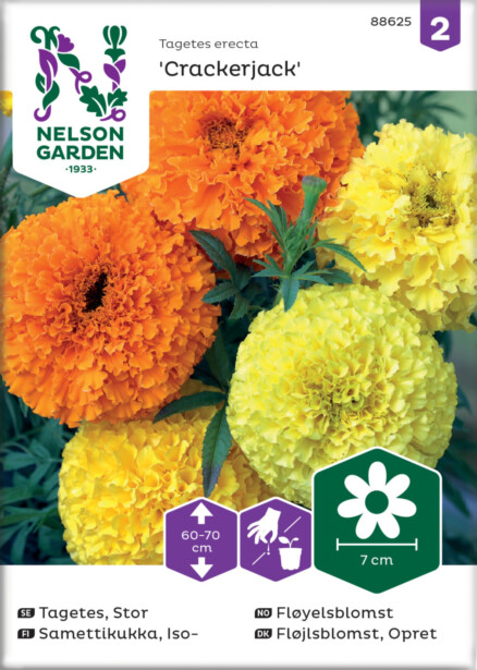 Isosamettikukka siemen Nelson Garden Crackerjack
