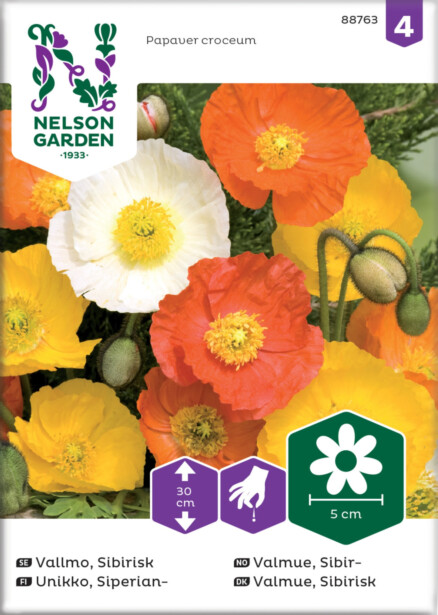 Siperianunikko siemen Nelson Garden, väriseos