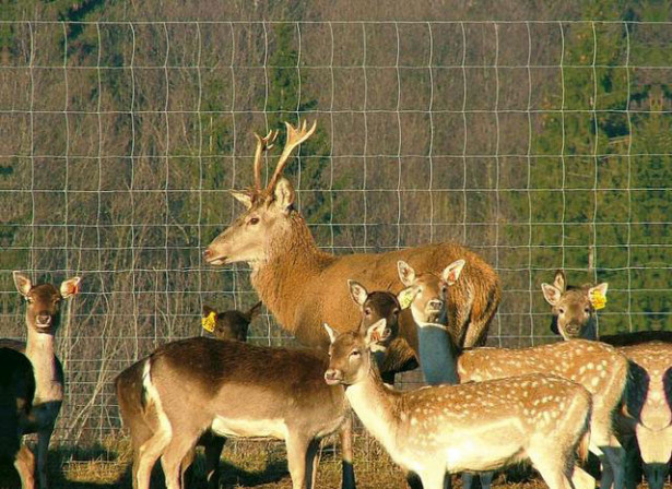 Eläinverkko Zn, hitsattu, 1,0x50m, muuttuva silmäkoko