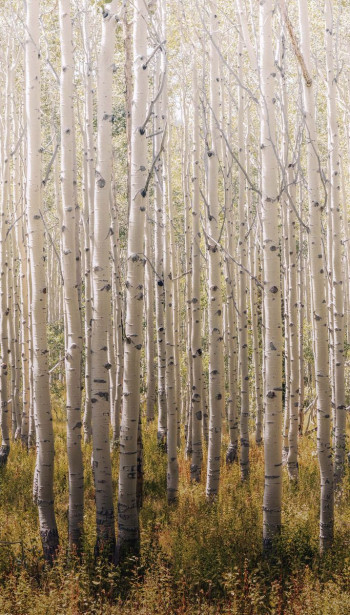 Kuvatapetti One Roll One Motif Birch Tree, 1.59x2.80m, non-woven 