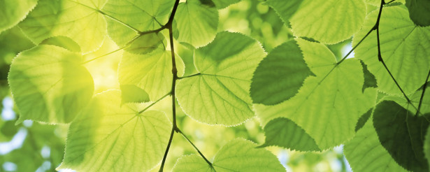 Kuvatapetti Dimex Green Leaves, 375x150cm