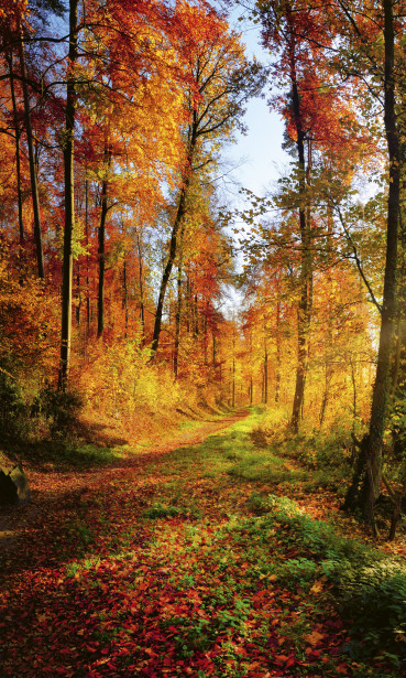 Maisematapetti Dimex Forest Walk, 150x250cm