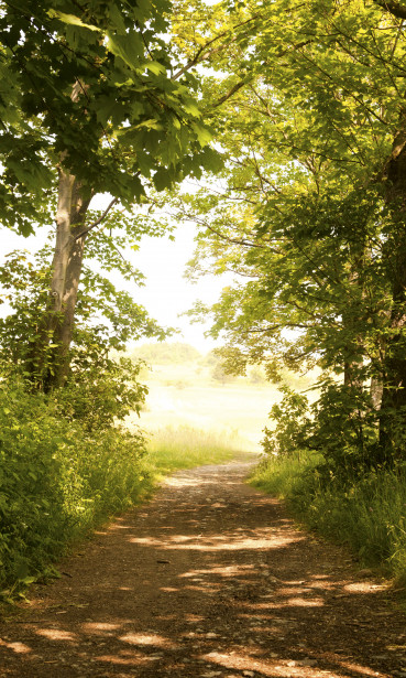 Maisematapetti Dimex Forest Path, 150x250cm