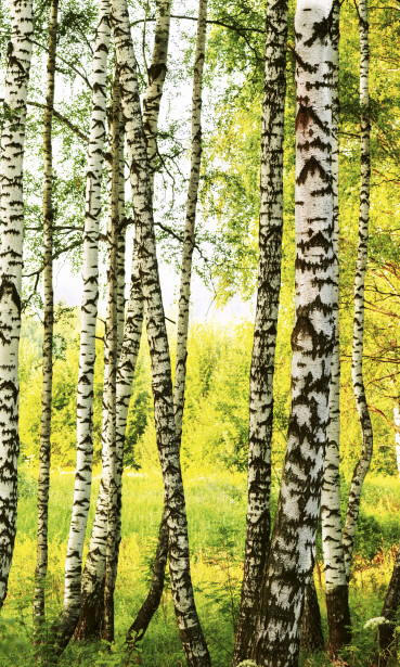 Maisematapetti Dimex Birch Forest, 150x250cm