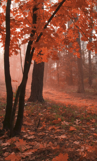 Maisematapetti Dimex Misty Forest, 150x250cm