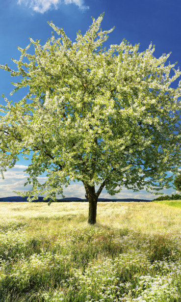 Maisematapetti Dimex Blossom Tree, 150x250cm