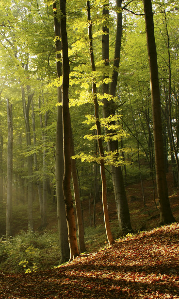 Maisematapetti Dimex Forest, 150x250cm