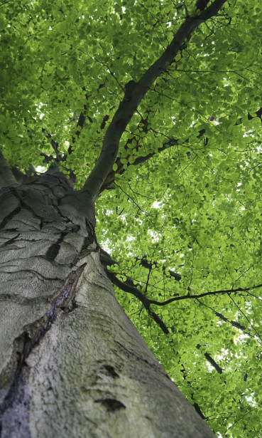 Kuvatapetti Dimex Treetop, 150x250cm