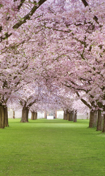 Maisematapetti Dimex Cherry Trees, 150x250cm