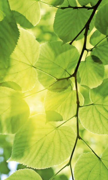 Kuvatapetti Dimex Green Leaves, 150x250cm