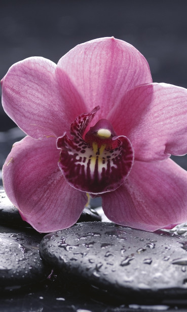 Kuvatapetti Dimex Orchid, 150x250cm