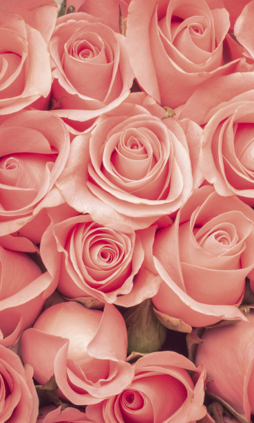 Kuvatapetti Dimex Roses, 150x250cm