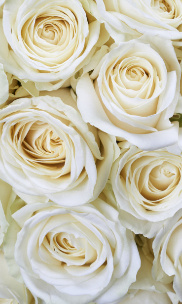 Kuvatapetti Dimex White Roses, 150x250cm