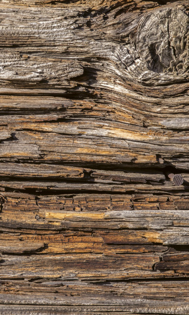 Kuvatapetti Dimex Tree Bark, 150x250cm