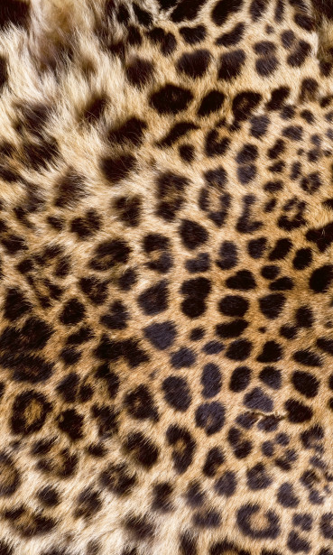 Kuvatapetti Dimex Leopard Skin, 150x250cm