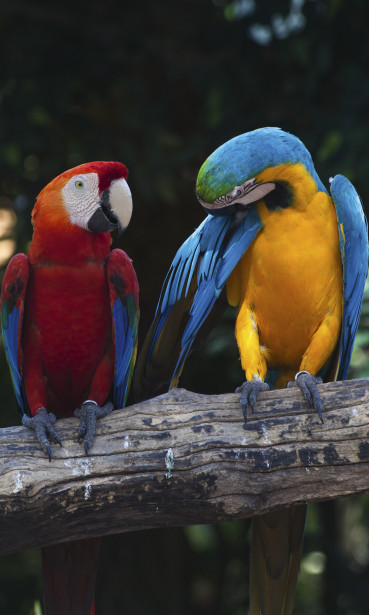Kuvatapetti Dimex Colorful Macaw, 150x250cm