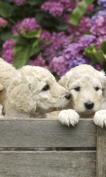 Kuvatapetti Dimex Labradour Puppies, 150x250cm