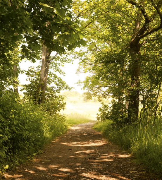 Maisematapetti Dimex Forest Path, 225x250cm