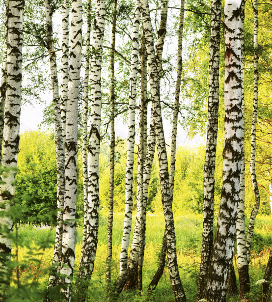 Maisematapetti Dimex Birch Forest, 225x250cm