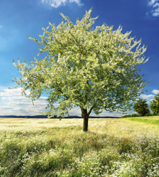 Maisematapetti Dimex Blossom Tree, 225x250cm