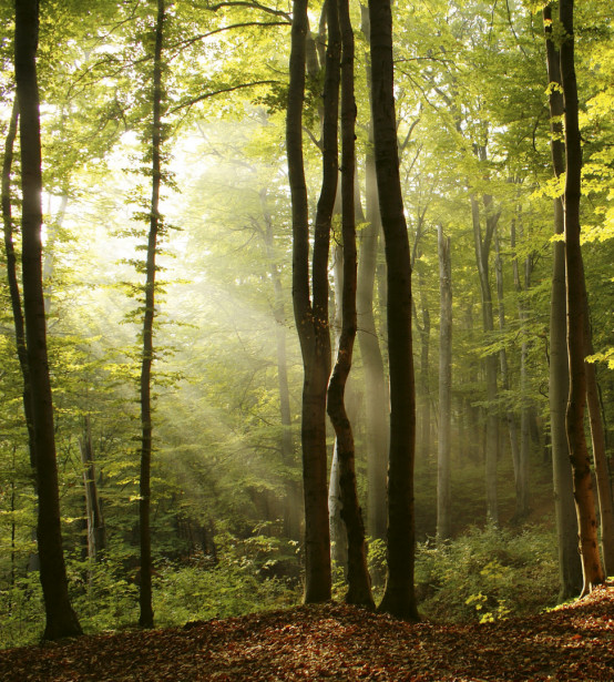 Maisematapetti Dimex Forest, 225x250cm