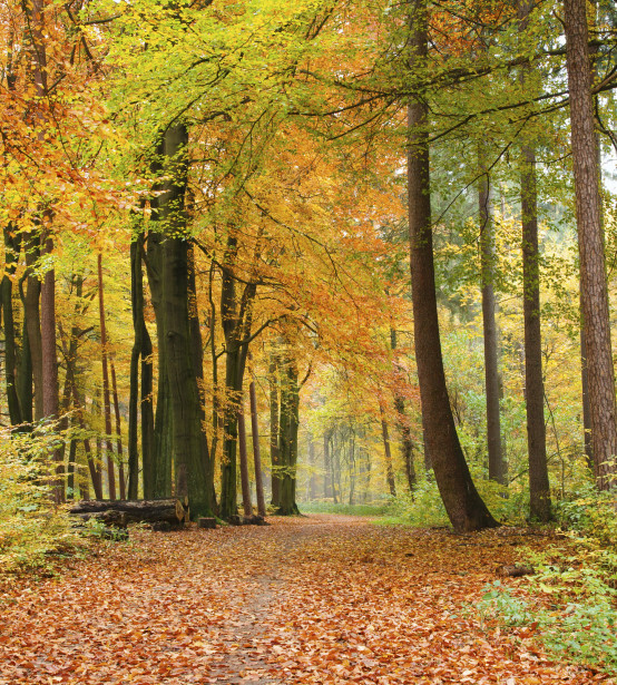 Maisematapetti Dimex Autumn Forest, 225x250cm