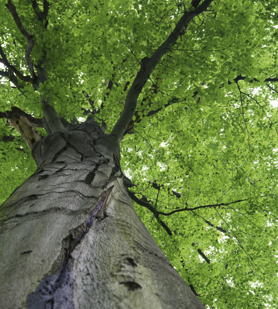 Kuvatapetti Dimex Treetop, 225x250cm