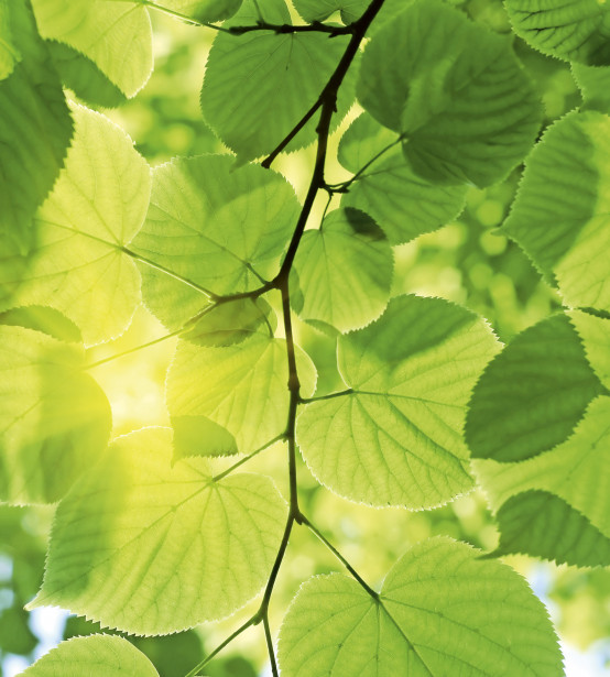 Kuvatapetti Dimex Green Leaves, 225x250cm