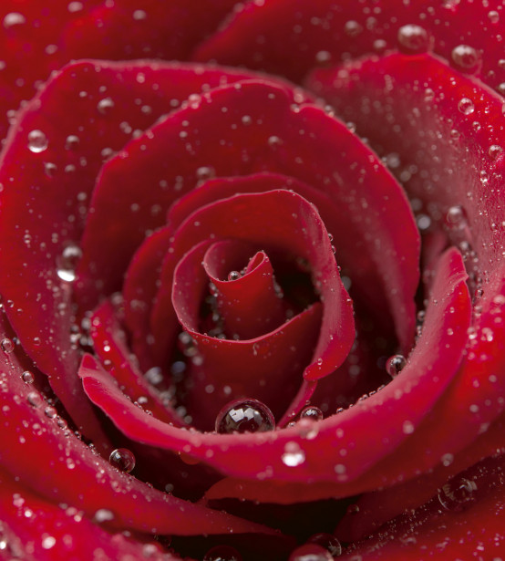 Kuvatapetti Dimex Red Rose, 225x250cm
