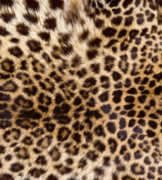 Kuvatapetti Dimex Leopard Skin, 225x250cm