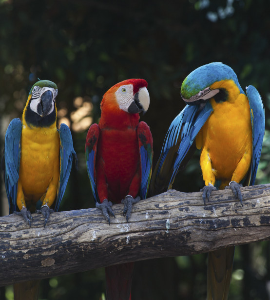 Kuvatapetti Dimex Colorful Macaw, 225x250cm