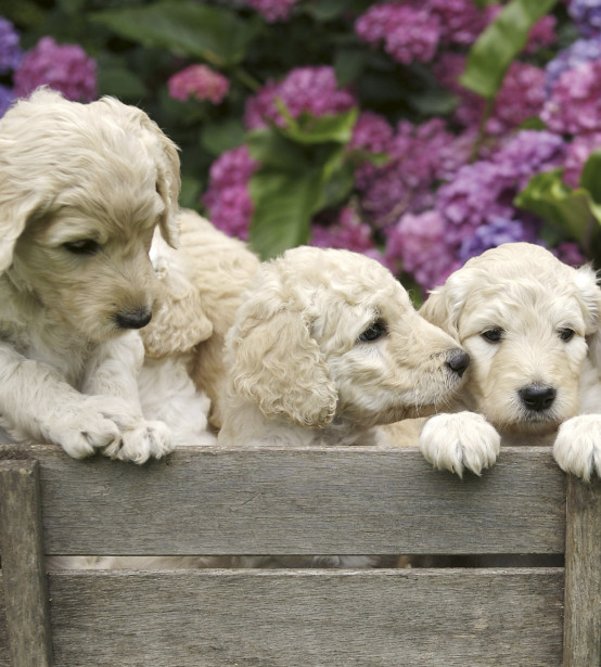 Kuvatapetti Dimex Labrador Puppies, 225x250cm