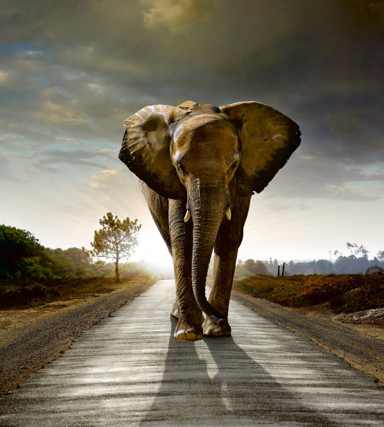 Kuvatapetti Dimex Walking Elephant, 225x250cm