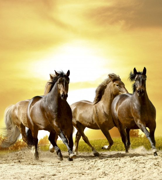 Kuvatapetti Dimex Horses In Sunset, 225x250cm
