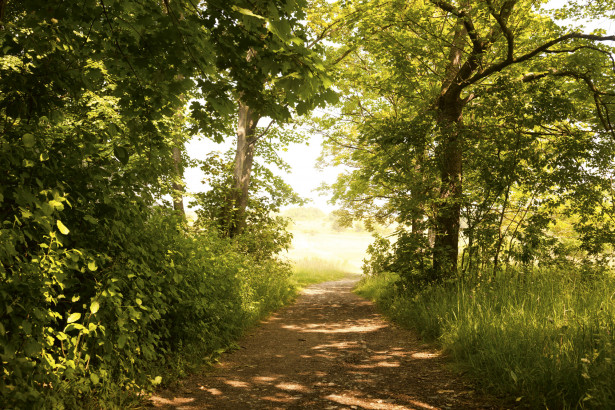 Maisematapetti Dimex Forest Path, 375x250cm