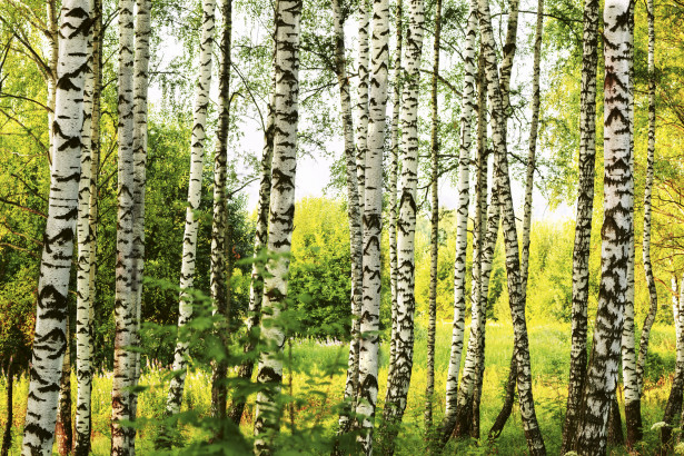 Maisematapetti Dimex Birch Forest, 375x250cm