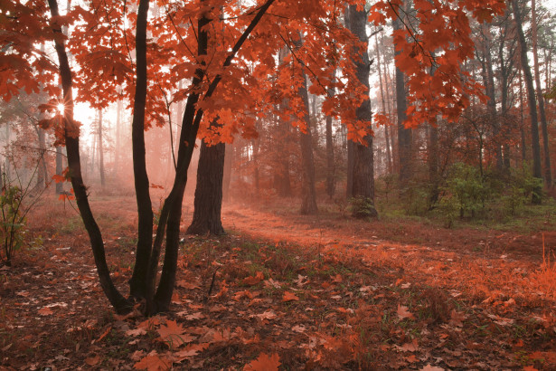 Maisematapetti Dimex Misty Forest, 375x250cm