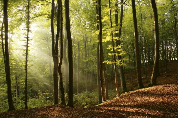 Maisematapetti Dimex Forest, 375x250cm