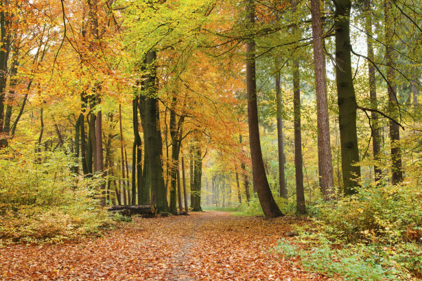 Maisematapetti Dimex Autumn Forest, 375x250cm