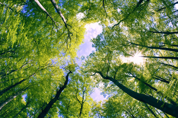 Kuvatapetti Dimex Trees, 375x250cm