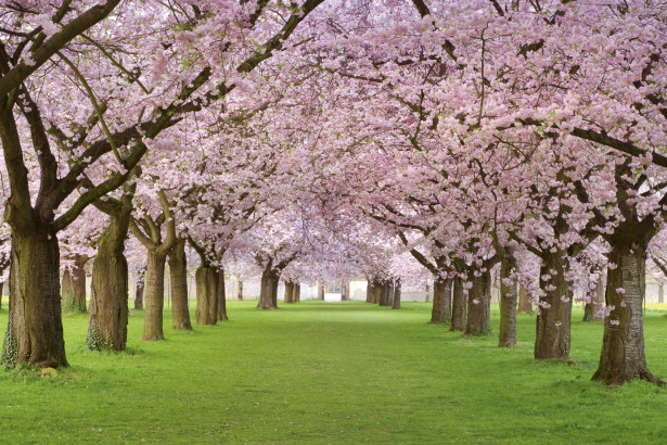 Maisematapetti Dimex Cherry Trees, 375x250cm