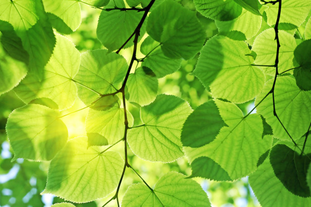 Kuvatapetti Dimex Green Leaves, 375x250cm