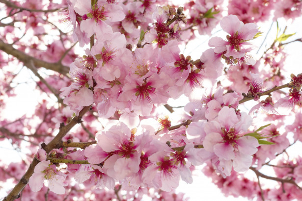 Kuvatapetti Dimex Apple Blossom, 375x250cm