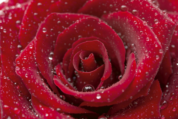 Kuvatapetti Dimex Red Rose, 375x250cm