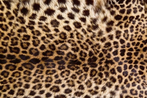 Kuvatapetti Dimex Leopard Skin, 375x250cm