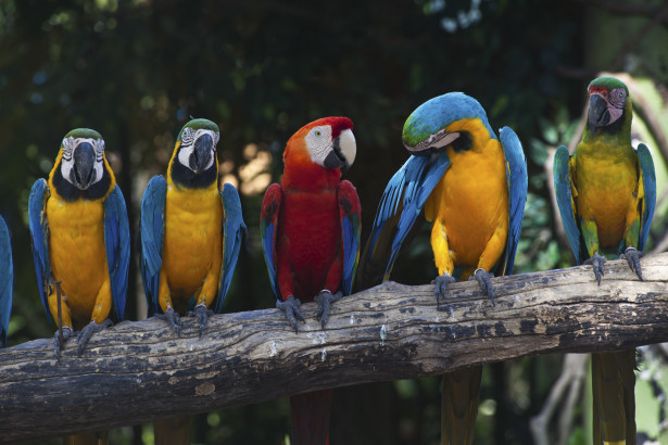 Kuvatapetti Dimex Colourful Macaw, 375x250cm