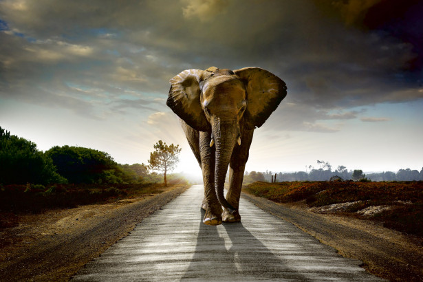 Kuvatapetti Dimex Walking Elephant, 375x250cm