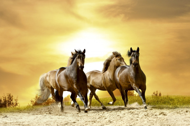 Kuvatapetti Dimex Horses In Sunset, 375x250cm